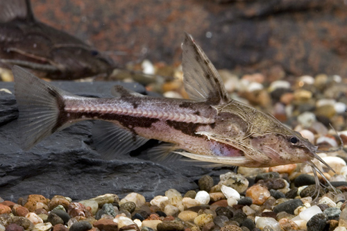 picture of Talking Catfish Med                                                                                  Amblydoras nauticus 