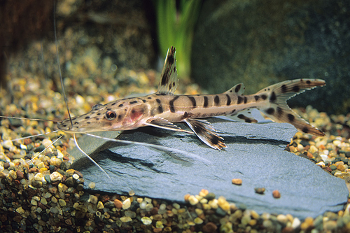 picture of Tiger Shovelnose Catfish Med                                                                         Pseudoplatystoma fasciatum