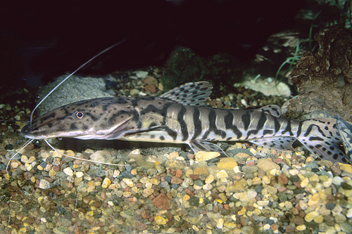 picture of Tiger Shovelnose Catfish M/L                                                                         Pseudoplatystoma fasciatum