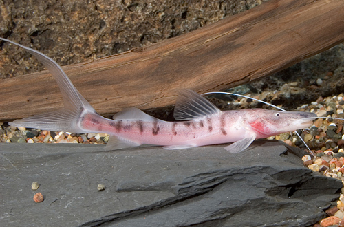 picture of True Tigrinus Catfish Med                                                                            Merodontotus tigrinus