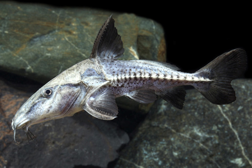 picture of Ripsaw Catfish Reg                                                                                   Oxydoras niger