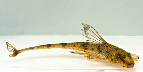 picture of Whiptail Loricaria Catfish Reg                                                                       Rineloricaria fallax