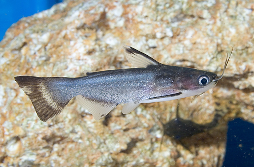 picture of Zamora Cunchi Catfish Med                                                                            Aucheniptericthys thoracatus