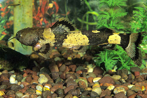 picture of Giant Bumblebee Catfish Lrg                                                                          Pseudopimelodus bufonius