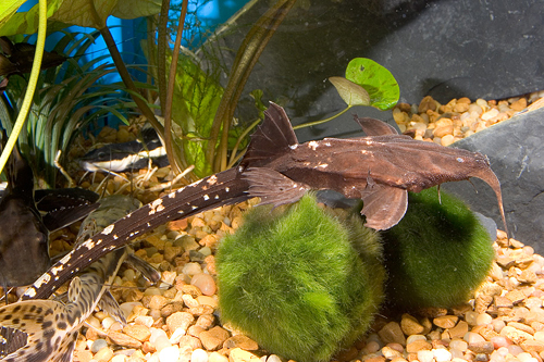 picture of Whiptail Banjo Catfish Med                                                                           Platystacus cotylephorus