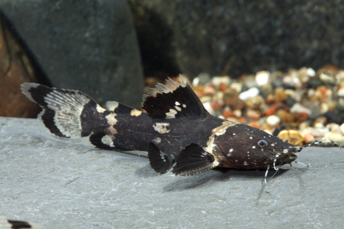 picture of Black Bumblebee Catfish Reg                                                                          Pseudopimelodus raninus