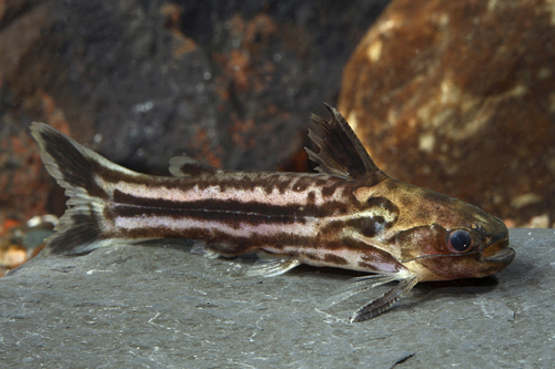 picture of Scissortail Wood Catfish Reg                                                                         Tatia gyrina
