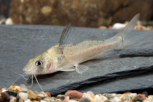 picture of False Corydoras Catfish Reg                                                                          Brachyrhamdia imitator