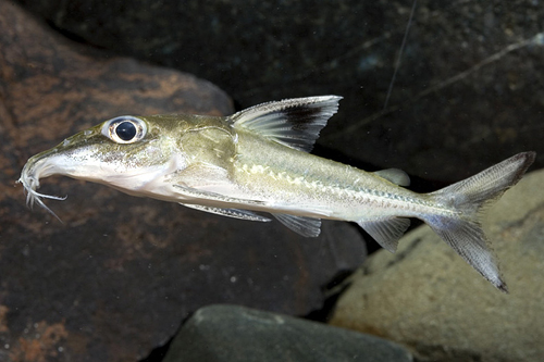 picture of Acouri Catfish Reg                                                                                   Hassar orestis