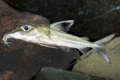 picture of Acouri Catfish Lrg                                                                                   Hassar orestis