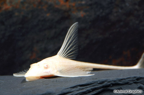 picture of Albino Royal Farlowella Catfish Florida Sml                                                          Sturisoma aureum 'Albino'