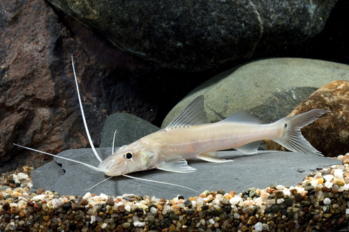 picture of Gold Pimelodella Catfish Lrg                                                                         Propimelodus eigenmannii