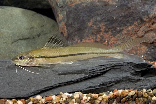 picture of One-Line Pictus Catfish Lrg                                                                          Pimelodella gracilis