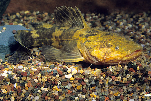 picture of Pacamao Catfish Lrg                                                                                  Lophiosilurus alexandri
