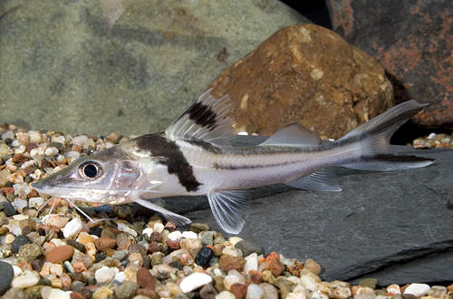 picture of Pimelodus Ornatus Catfish Med                                                                        Pimelodus ornatus