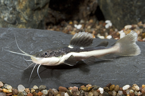 picture of Redtail Catfish Tank Raised Reg                                                                      Phractocephalus hemiliopterus