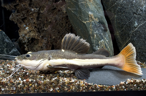 picture of Redtail Catfish Tank Raised M/S                                                                      Phractocephalus hemiliopterus
