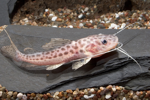 picture of Sciades x Redtail Catfish Hybrid Reg                                                                 Perrunichthys perruno x Phractocephalus hemiolopterus