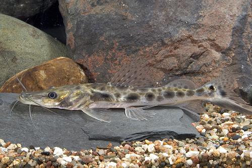 picture of Spotted Shovelnose Catfish Sml                                                                       Hemisorubim platyrhynchus