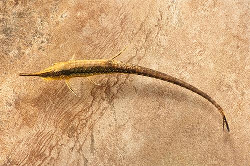 picture of Farlowella Catfish Sml                                                                               Farlowella acus