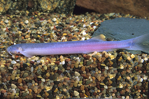 picture of Blue Torpedo Catfish Reg                                                                             Cetopsis sp.