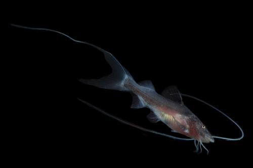 picture of Piraiba Catfish Manitoba Sml                                                                         Brachyplatystoma sp. Manitoba
