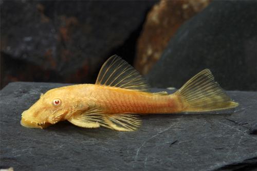 picture of Albino Bristlenose Pleco Florida Med                                                                 Ancistrus temminckii 'Albino'