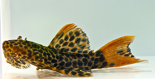 picture of Redtail Sternella Pleco L114 Tank Raised Sml                                                         Pseudacanthicus cf. leopardus 'l114'