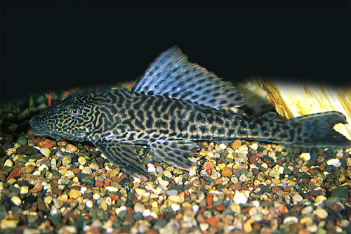 picture of Plecostomus Florida Med                                                                              Liposarcus anisitsi