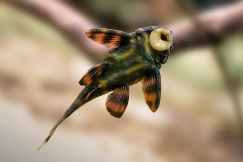 picture of Alenquer Tiger Pleco L397 T.R. Reg                                                                   Panaquolus sp. 'l397'
