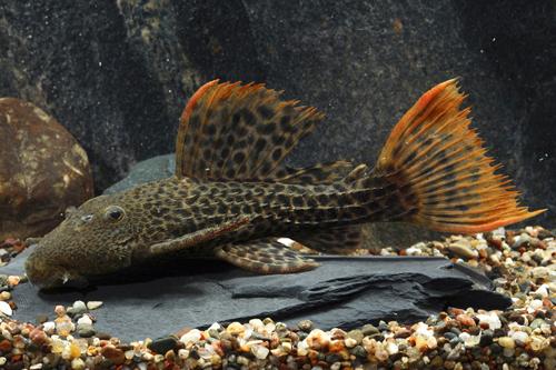 picture of Redtail Leopard Pleco LDA007 Tank Raised Med                                                         Pseudacanthicus sp. 'lda07'