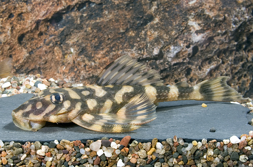 picture of Butterfly Pleco L52 Med                                                                              Lithoxus sp. 'l052'