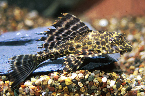 picture of Colombian Spotted Pleco L165 M/L                                                                     Pterygoplichthys gibbiceps 'l165'