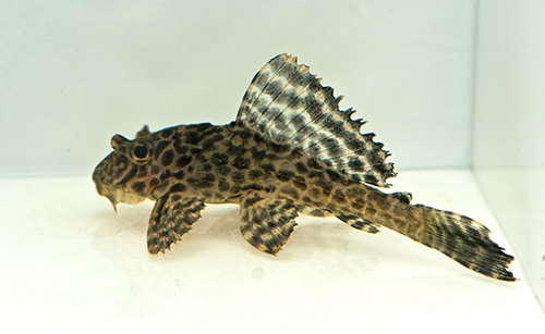 picture of Colombian Spotted Pleco L165 Xlg                                                                     Pterygoplichthys gibbiceps 'l165'