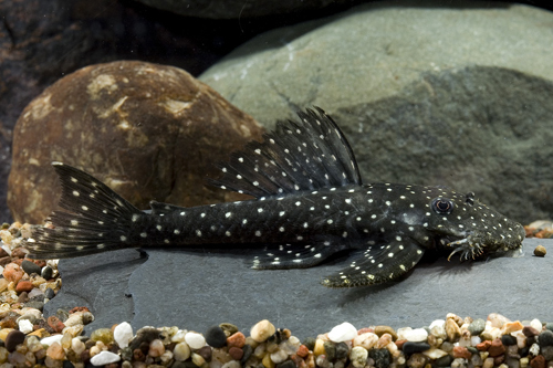 picture of Flying Pleco L235 Med                                                                                Psuedolithoxus anthrax 'l235'