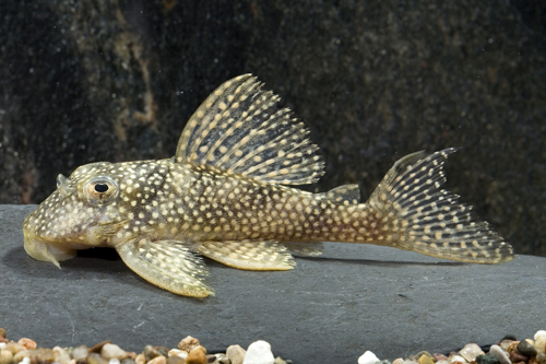 picture of Gold Angelicus Pleco L028 Med                                                                        Peckoltia angelicus 'l028'