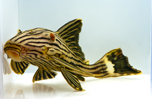 picture of Royal Pleco L191 Med                                                                                 Panaque nigrolineatus 'l191'