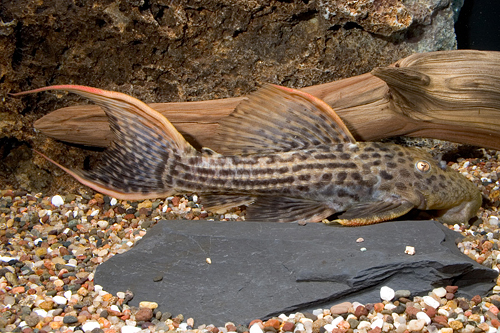 picture of Scarlet Red Devil Pleco L025 Lrg                                                                     Pseudacanthicus sp. 'l025'