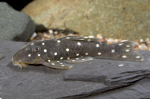 picture of Snowflake Pleco L254 Reg                                                                             Spectracanthicus sp. 'l254'