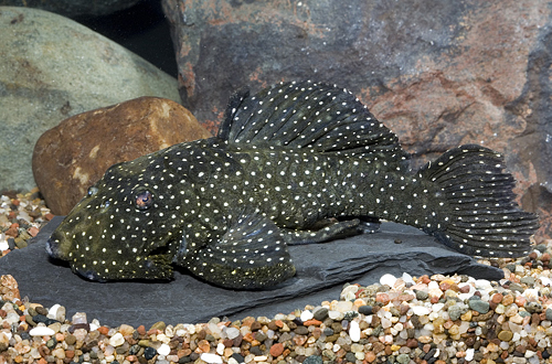 picture of Speckled Chubby Pleco L026 Lrg                                                                       Baryancistrus niveatus 'l026'