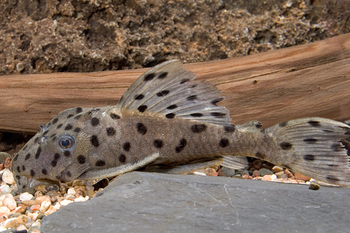 picture of Spiny Monster Pleco L160 M/L                                                                         Pseudacanthicus spinosus 'l160'