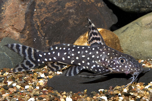 picture of Synodontis Angelicus Catfish Reg                                                                     Synodontis angelicus
