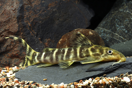 picture of Synodontis Brichardi Catfish Med                                                                     Synodontis brichardi