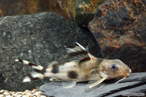 picture of Synodontis Decorus Catfish Florida Xlg                                                               Synodontis decorus