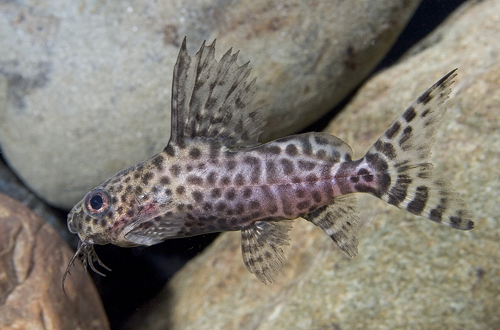 picture of Synodontis Eupterus Catfish Florida Sml                                                              Synodontis eupterus