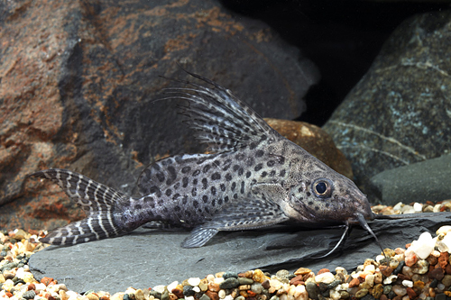 picture of Synodontis Eupterus Catfish Florida Xlg                                                              Synodontis eupterus