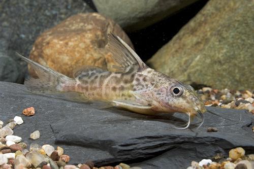 picture of Synodontis Greshoffi Catfish Sml                                                                     Synodontis greshoffi