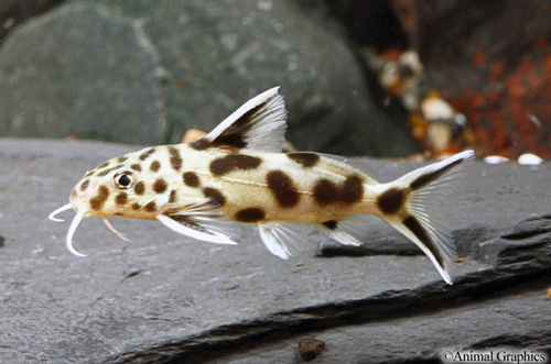 picture of Green Leopard Synodontis Catfish Hybrid Reg                                                          Synodontis multipunctatus x Synodontis petricola