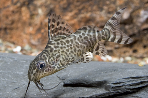 picture of Synodontis Lace Catfish Reg                                                                          Synodontis ngrita, eupterus
