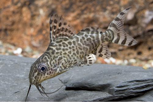 picture of Synodontis Lace Catfish Med                                                                          Synodontis ngrita, eupterus
